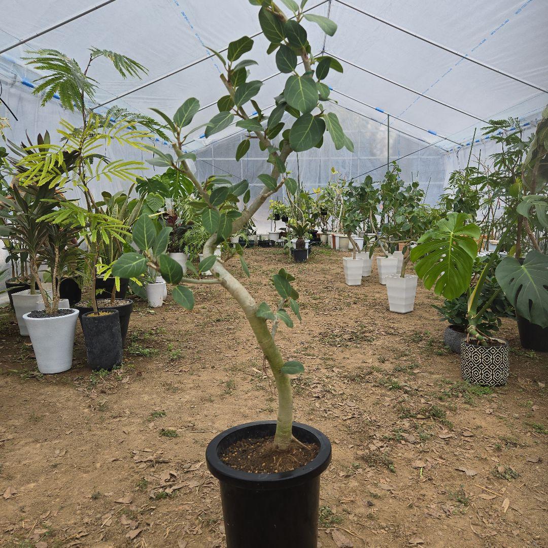 ④　フィカス　ベンガレンシ　8号曲がり仕立て「螺旋」特大苗木最高等級極上品‼️