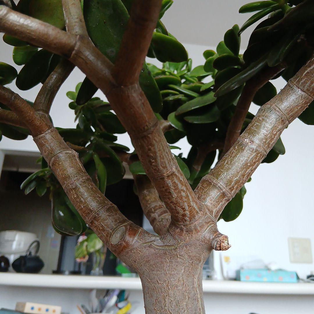 金なるの木　の一種桜花月　鉢付きメルカリ便発送