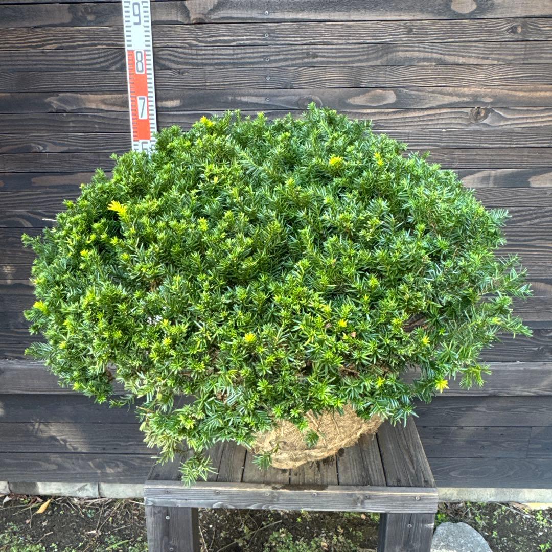 キンキャラ/大玉【現品発送】管理70740