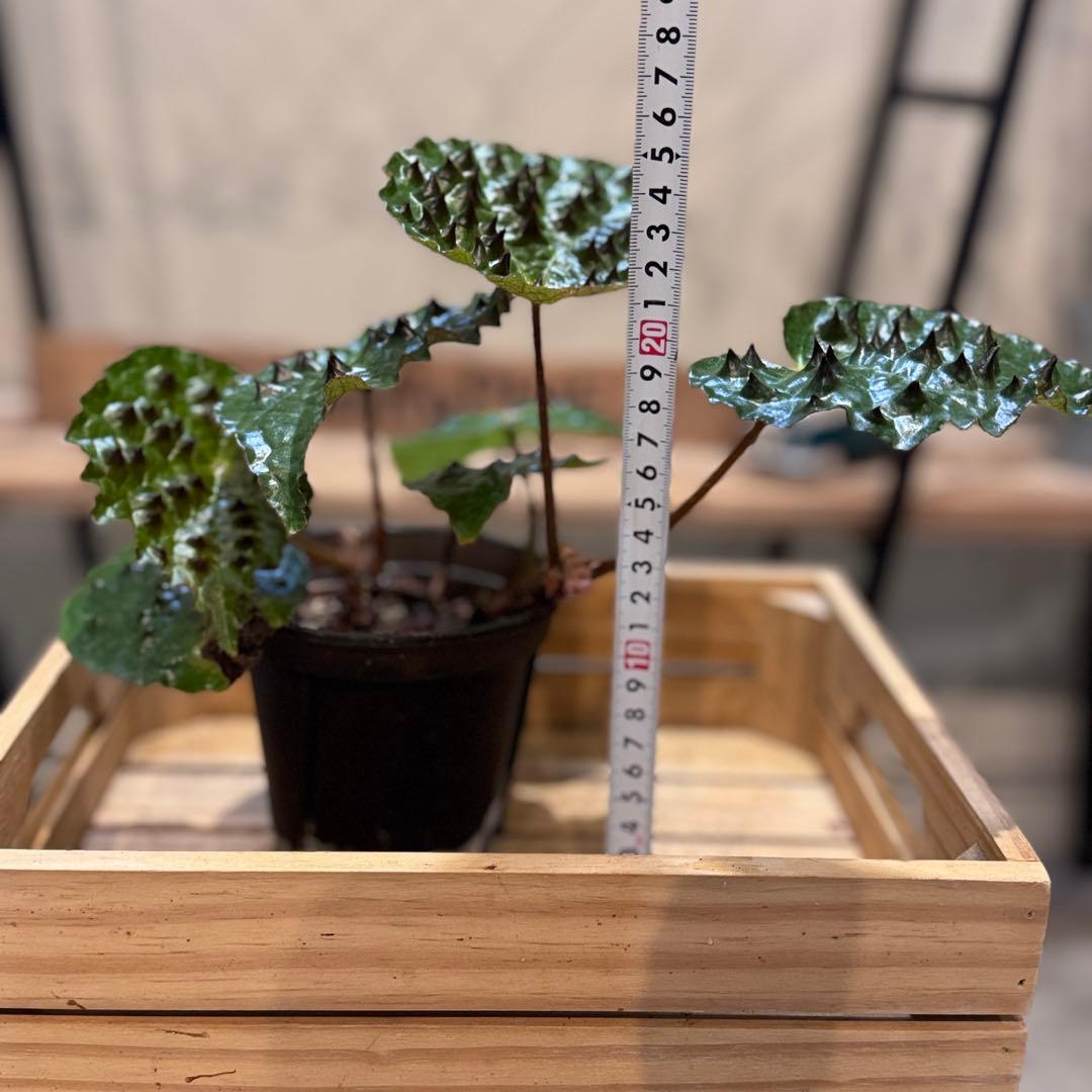 h*o様 26 ベゴニア　フェロックス　トゲトゲ　大きめ