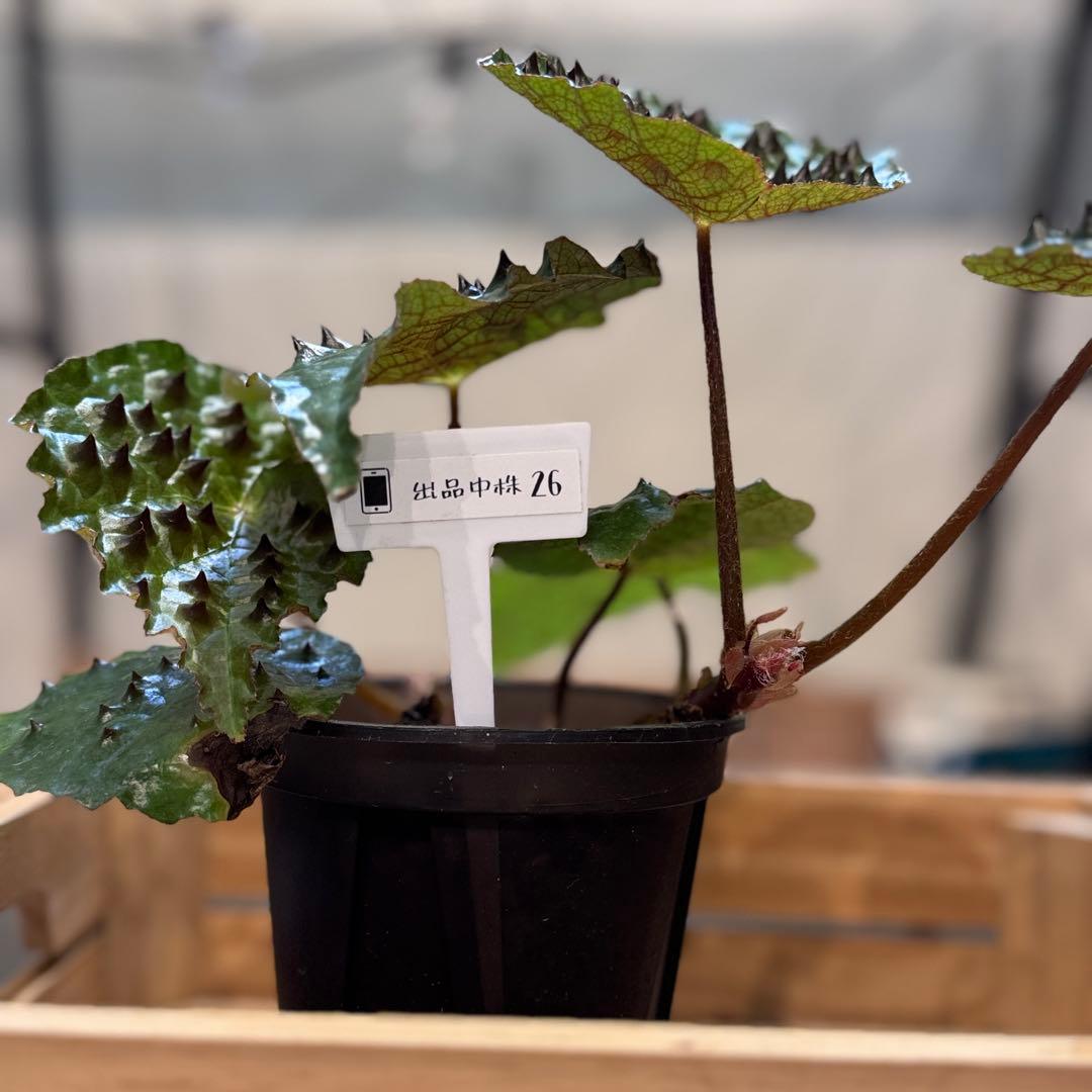 h*o様 26 ベゴニア　フェロックス　トゲトゲ　大きめ