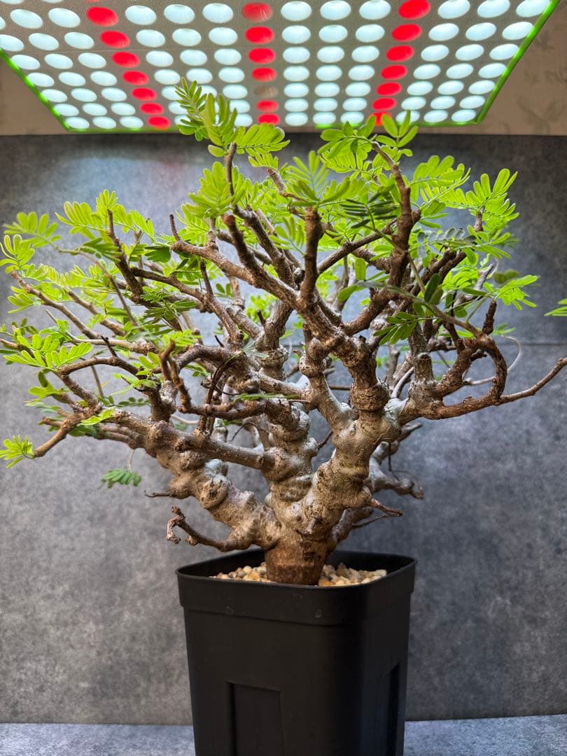 センナ　メリディオナリス　海外実生　発根済み　283