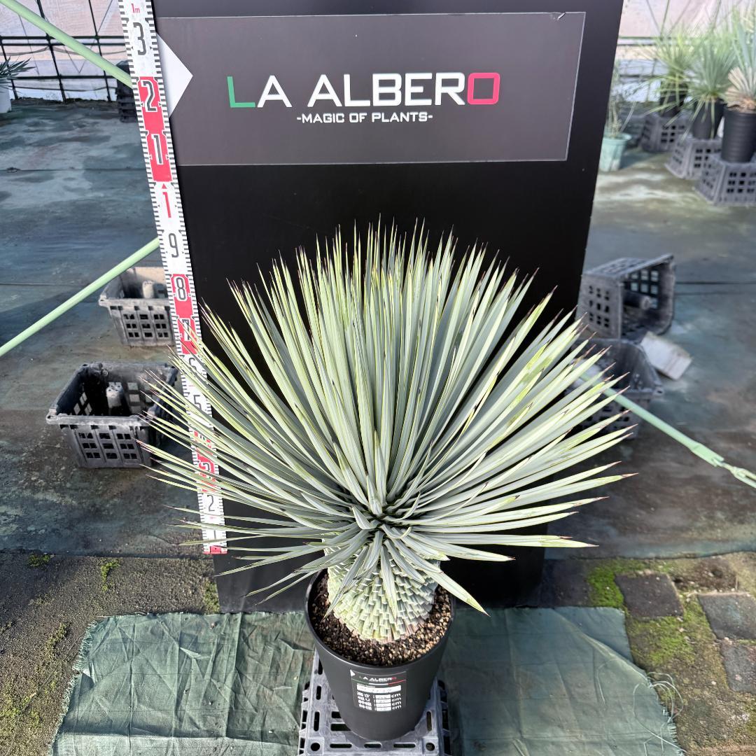 【AL1137】ユッカ　ロストラータ　超超美形 シルバーブルー　感動個体