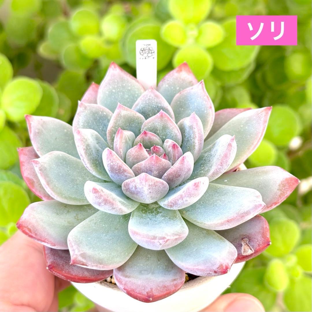 【サービス品@980〜】ソリ