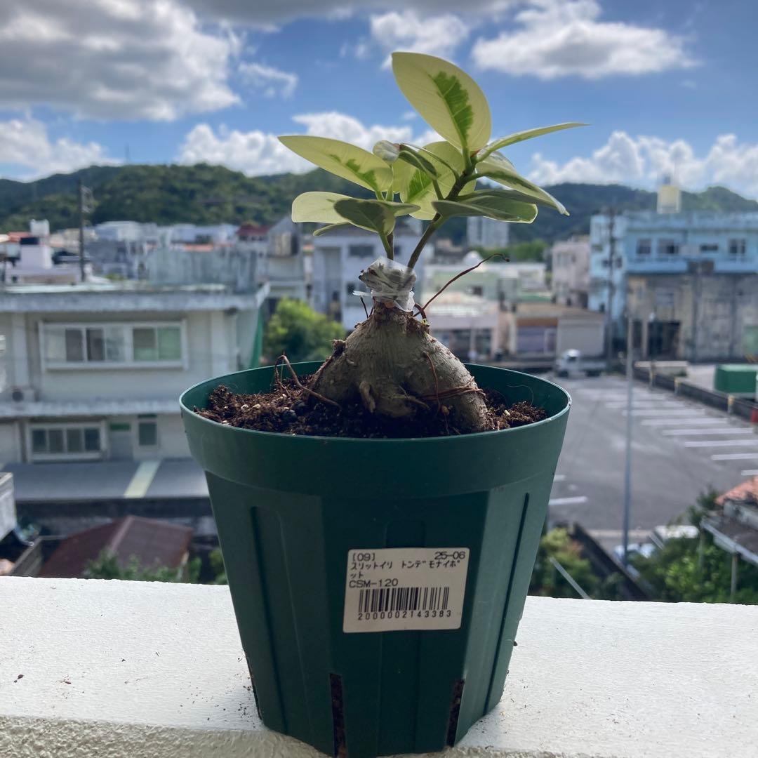 R*i様 【接木／2本仕立て】斑入り パンダガジュマル