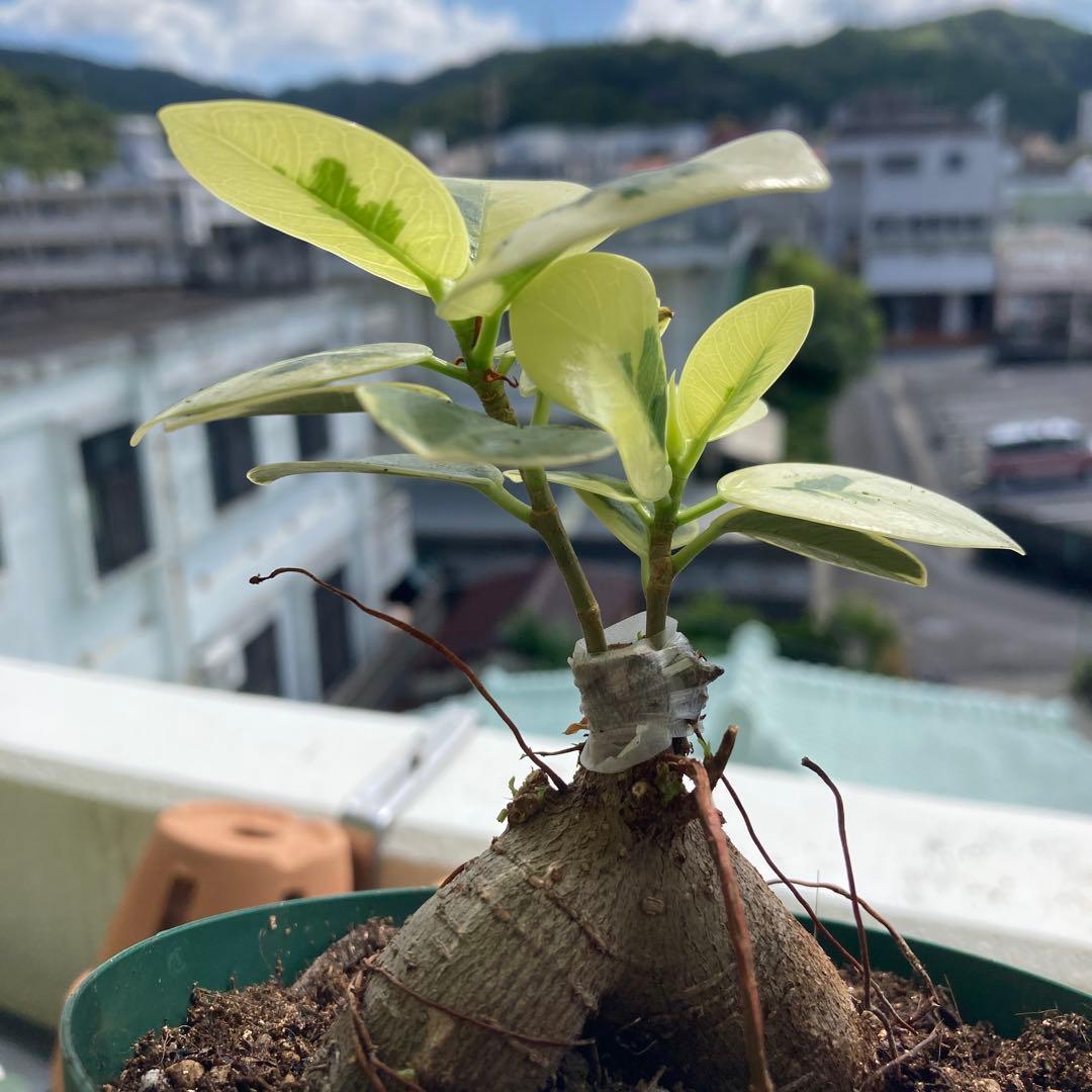 R*i様 【接木／2本仕立て】斑入り パンダガジュマル