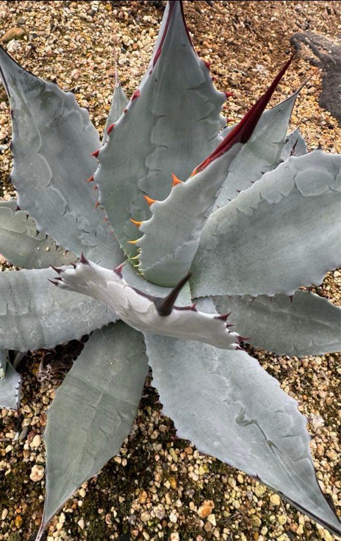 Agave parryi 【hybrid】238