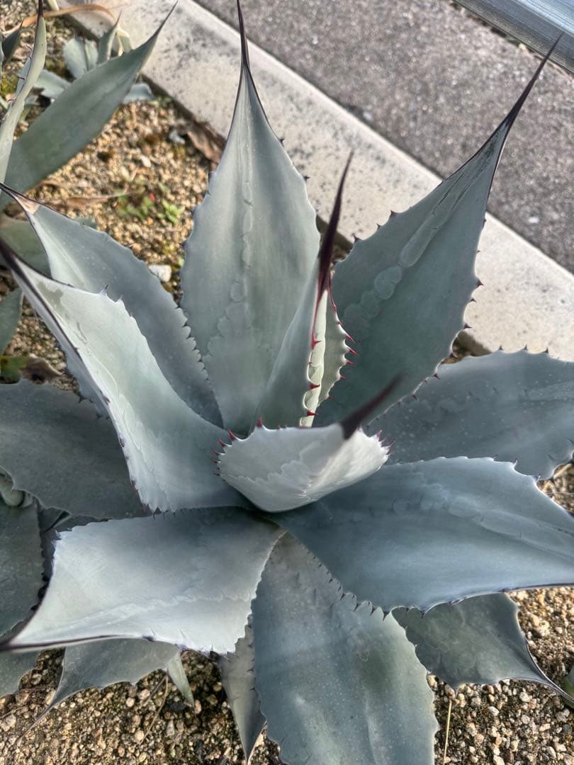 Agave parryi 【hybrid】238