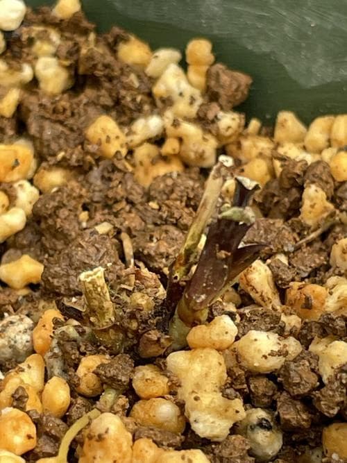 m*o様 タデスミレ 山野草