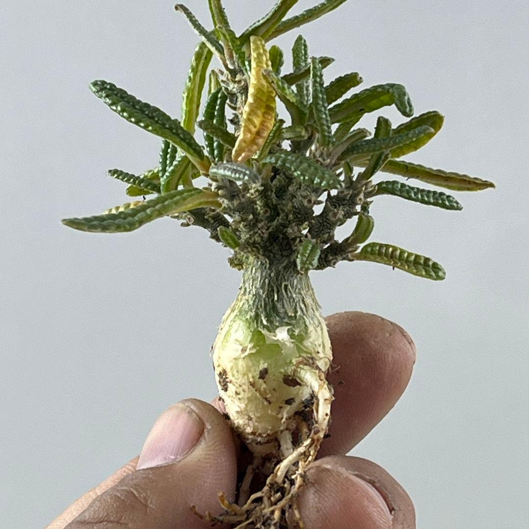 D61 実生 まん丸 ドルステニア ギガス ブラータ