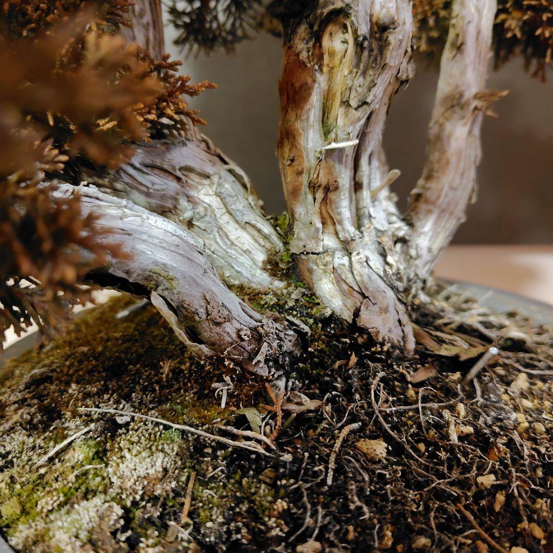 訳あり品！真柏盆栽！