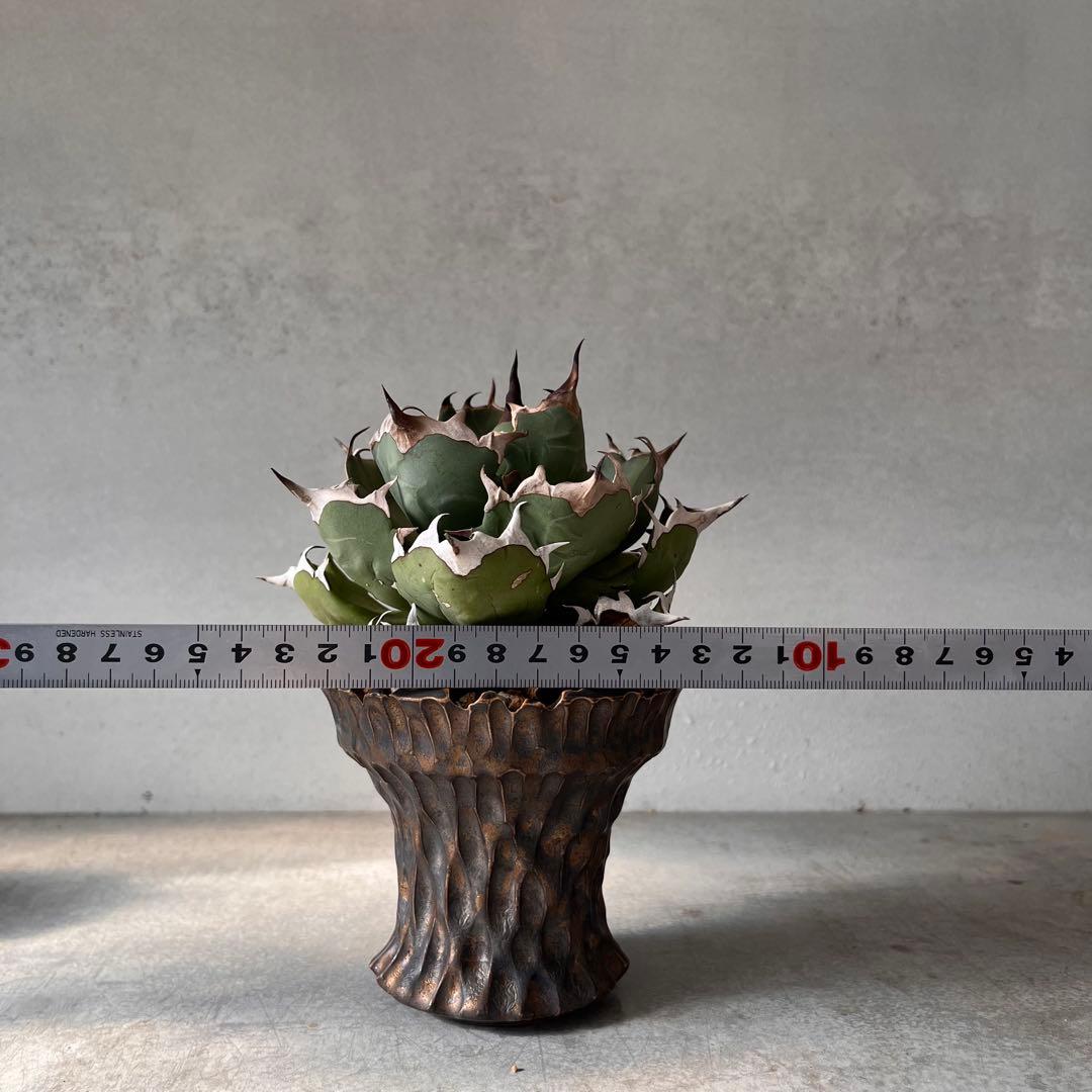 さ*く様 Agave titanota 姫厳龍　アガベ　チタノタ　発根済み　ドワ