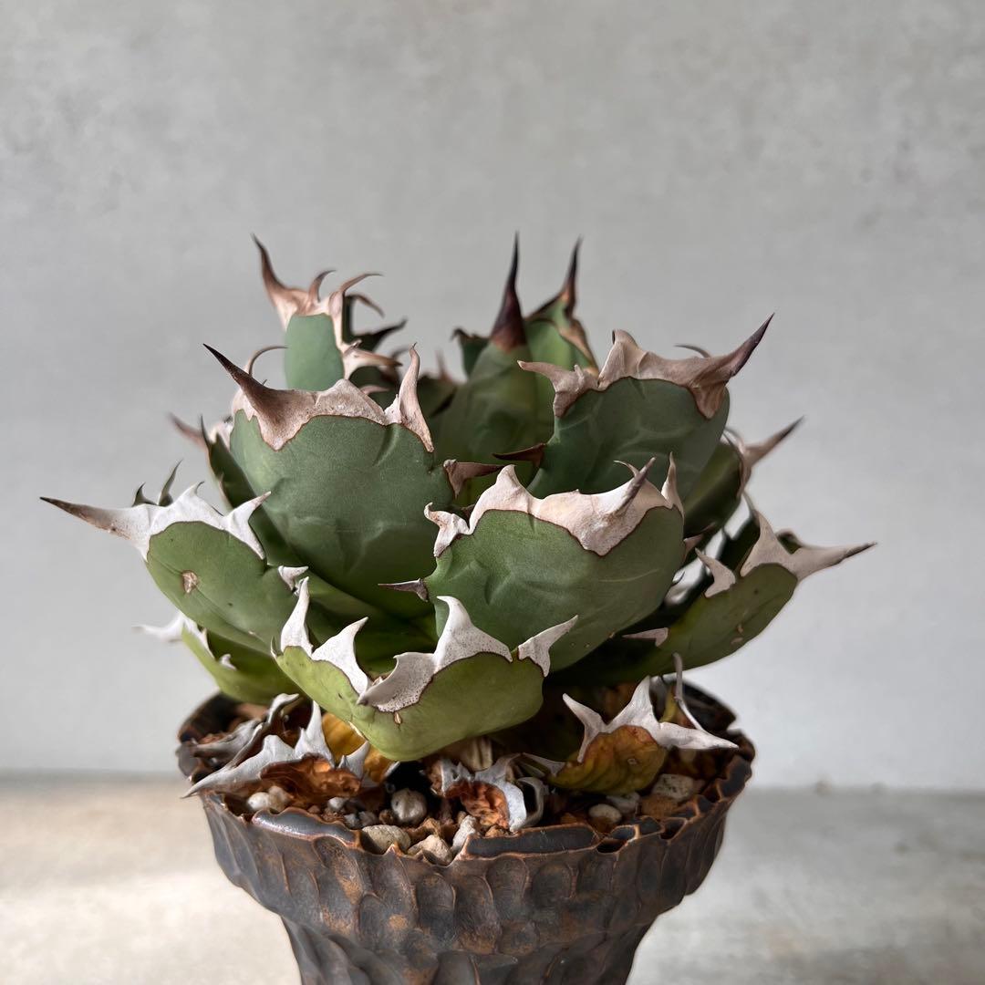 さ*く様 Agave titanota 姫厳龍　アガベ　チタノタ　発根済み　ドワ