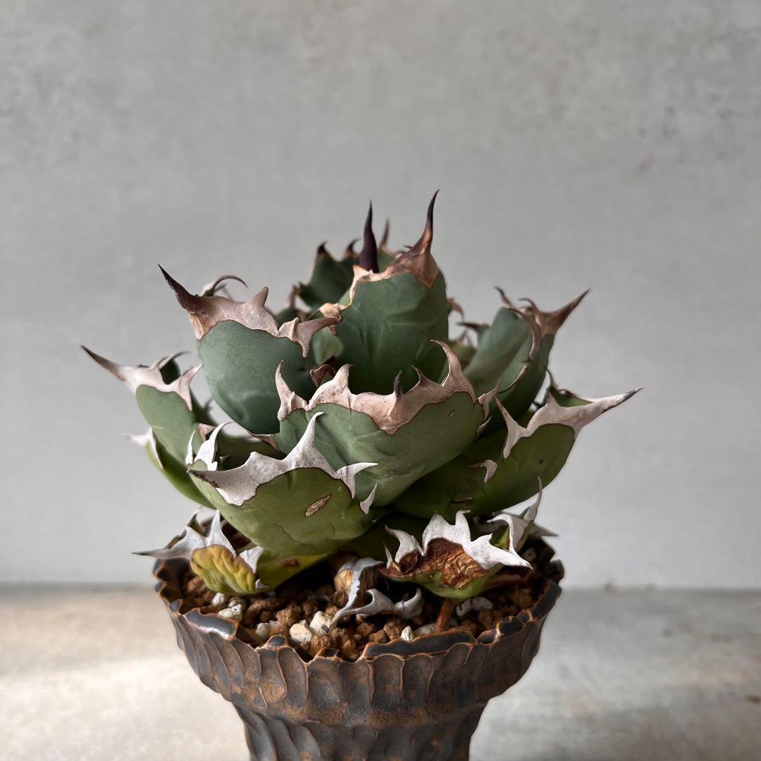 さ*く様 Agave titanota 姫厳龍　アガベ　チタノタ　発根済み　ドワ