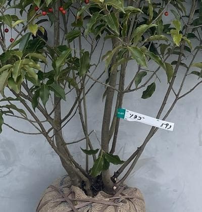 《現品》ソヨゴ　株立ち(雄雌株・オスメス株)　樹高1.5ｍ（根鉢含まず）593