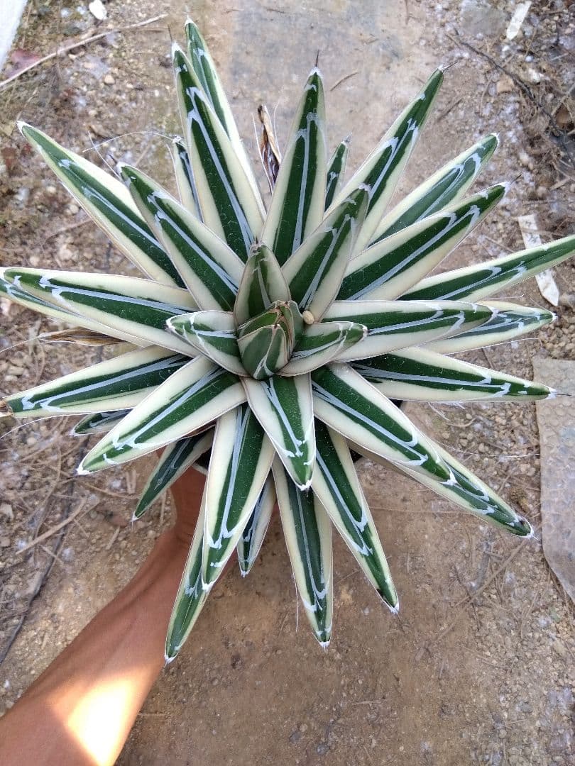 アガベ　氷山　超大株28センチ❗　③