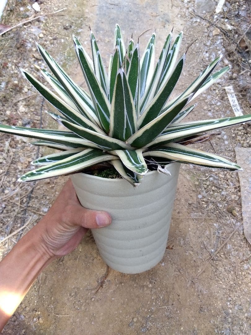 アガベ　氷山　超大株28センチ❗　③
