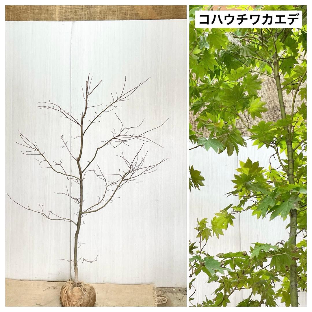 コハウチワカエデ/ 70
