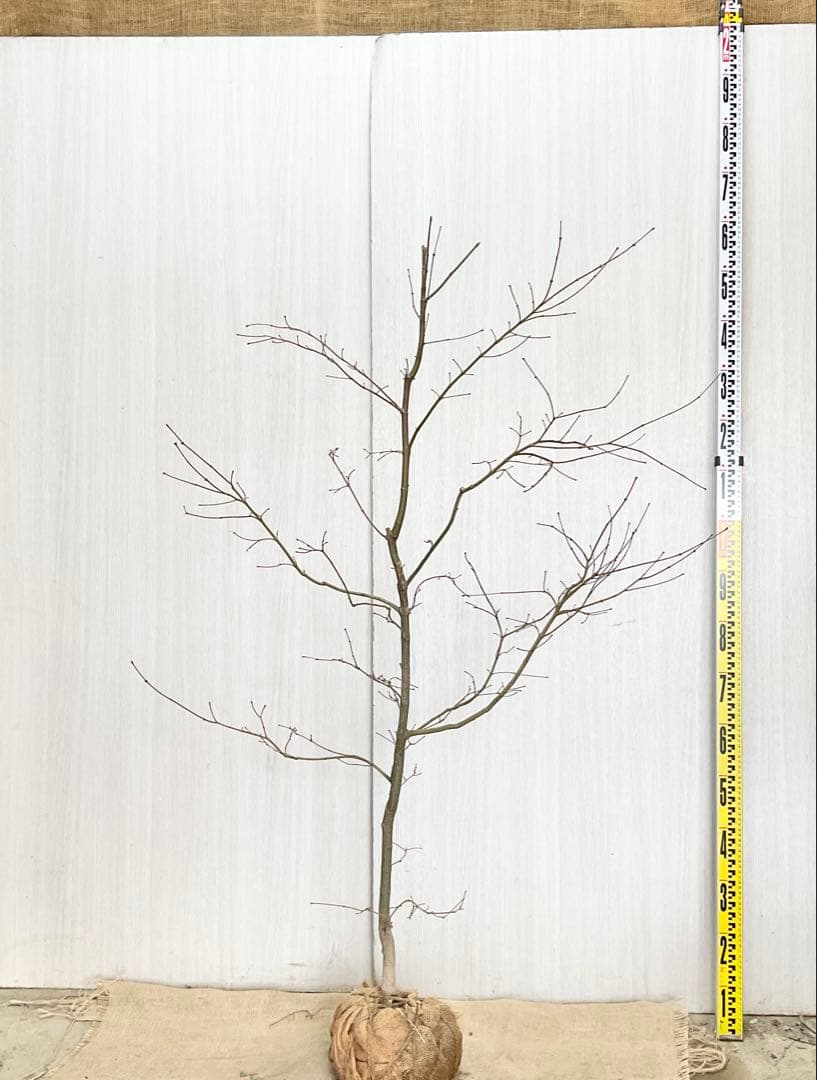 コハウチワカエデ/ 70