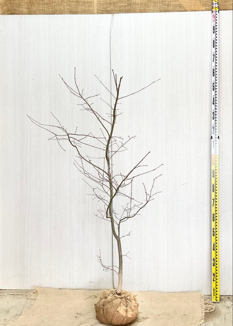 コハウチワカエデ/ 70