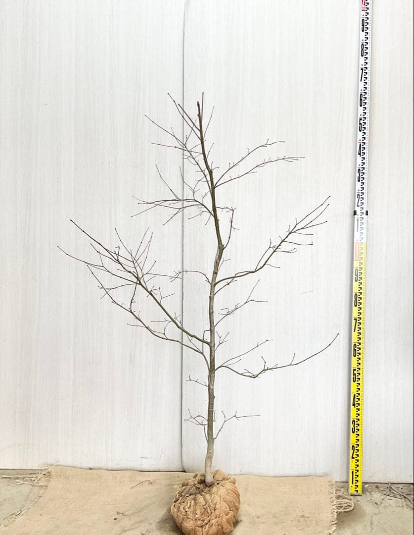 コハウチワカエデ/ 70