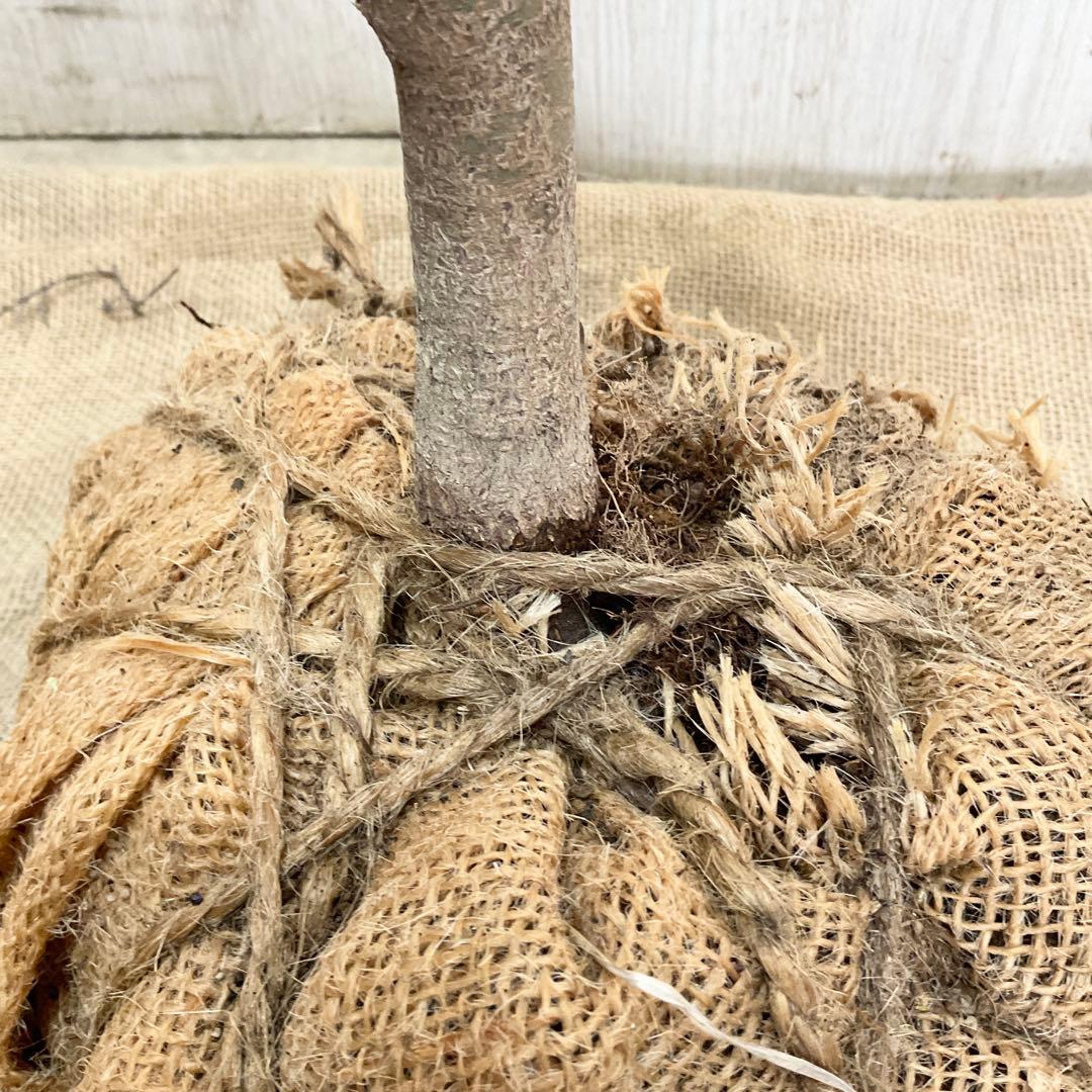 コハウチワカエデ/ 70