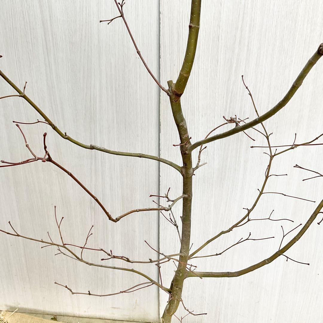 コハウチワカエデ/ 70