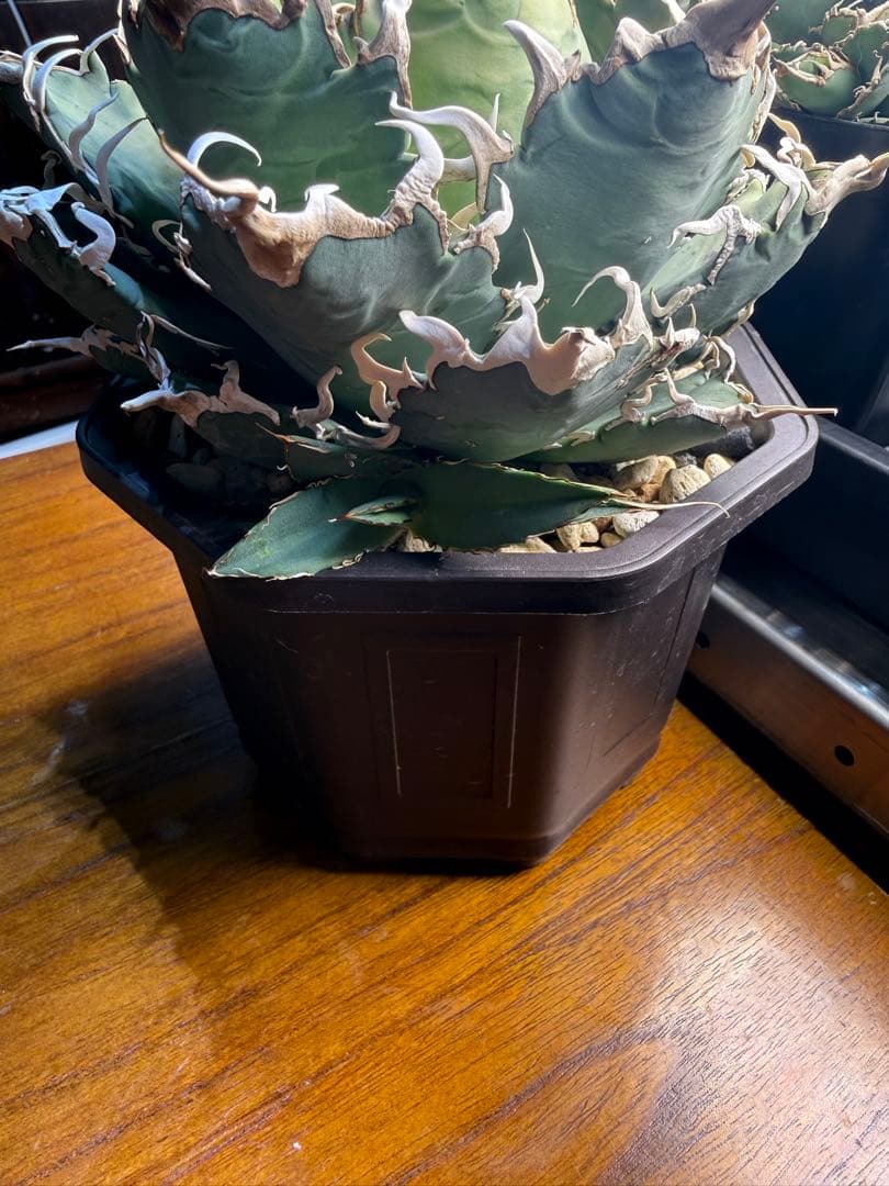 アガベ オアハカ オテロイ AGAVE 現地実生 ブルー