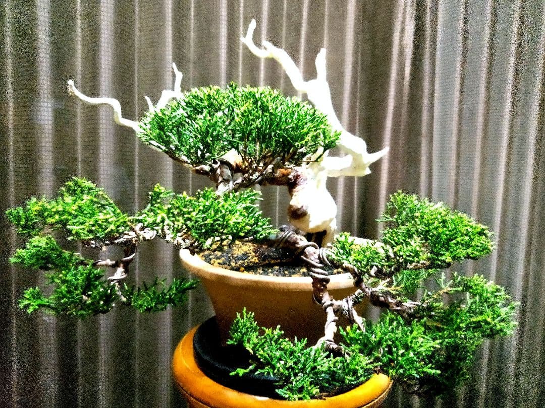 【半懸崖 糸魚川真柏盆栽】　　　　　⭕舎利、神～お見事❗