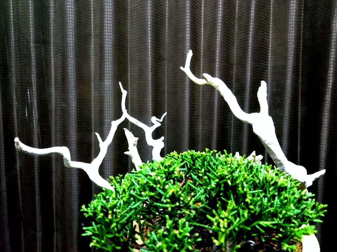 【半懸崖 糸魚川真柏盆栽】　　　　　⭕舎利、神～お見事❗