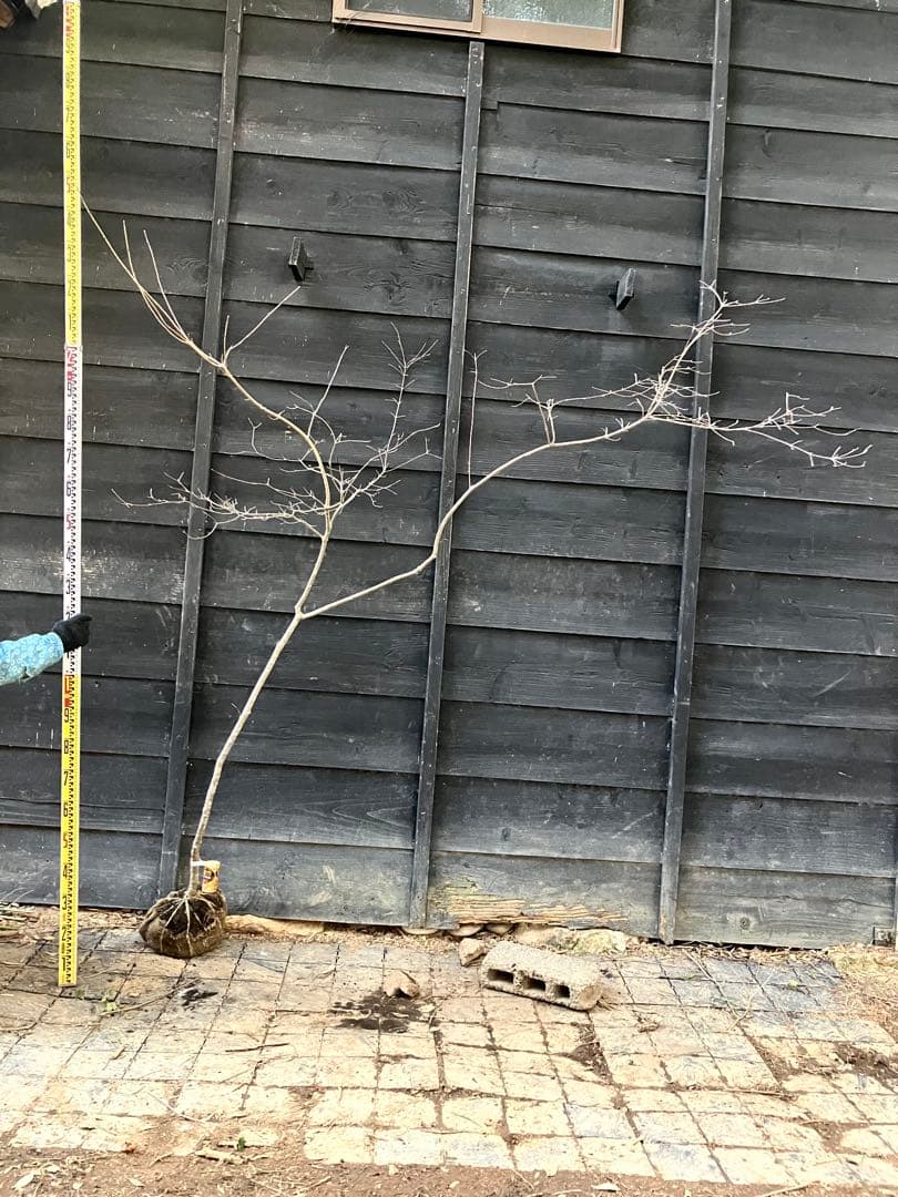 11 山採り　ヤマボウシ