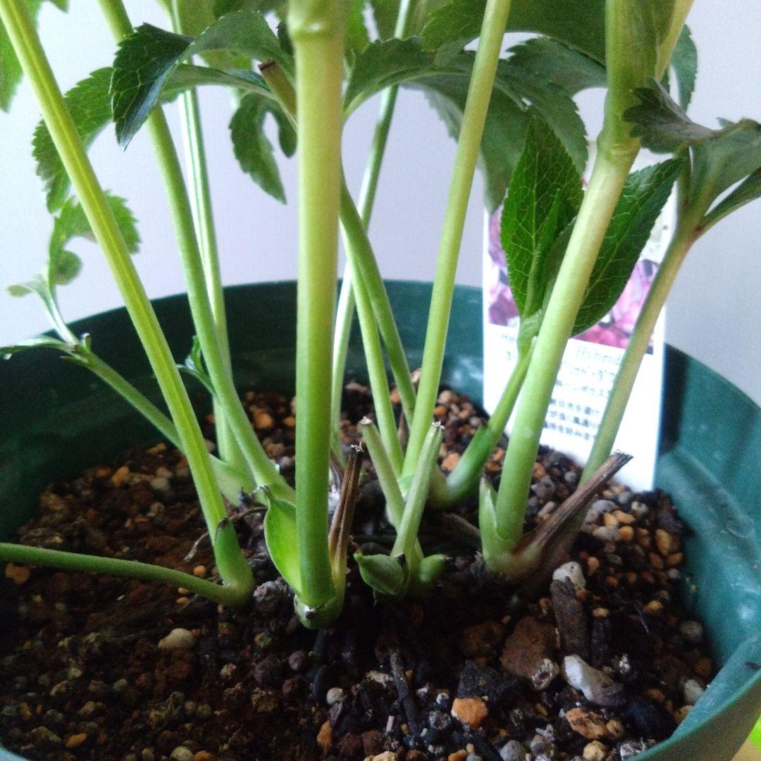 クリスマスローズ　多弁ホワイトブロッチdd　開花見込み大株