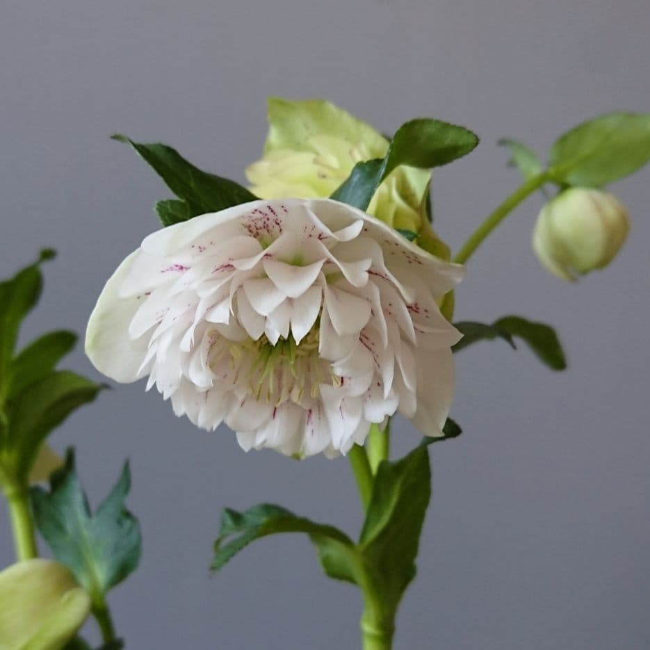 クリスマスローズ　多弁ホワイトブロッチdd　開花見込み大株