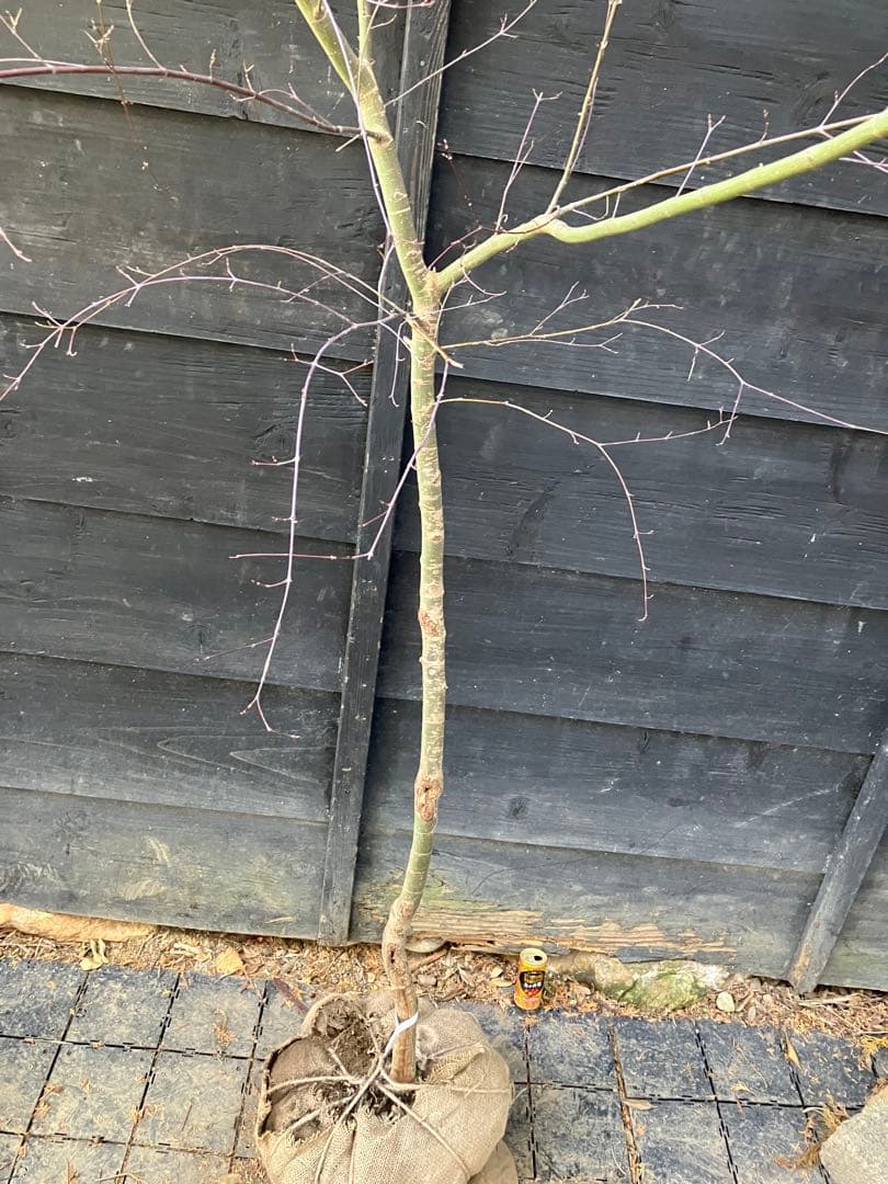 41 山採り　イロハモミジ