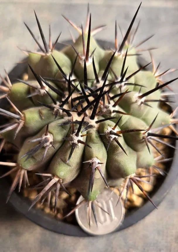 コピアポア　黒王丸　 実生継ぎ下ろし