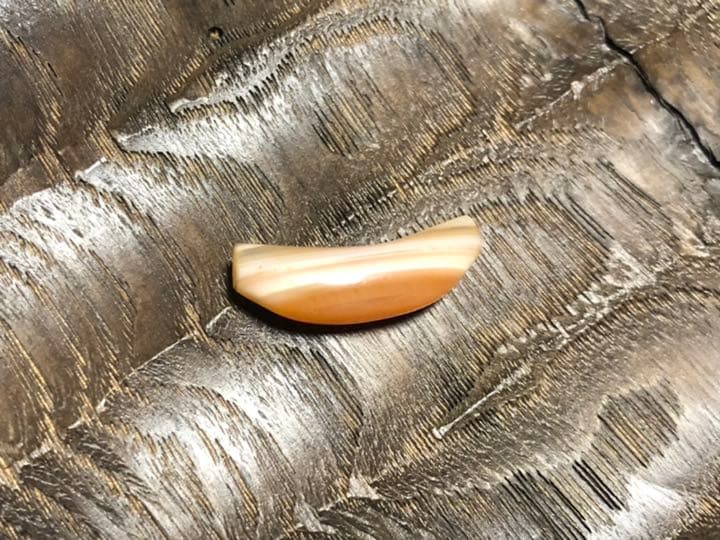 古代カーネリアン　アイビーズ　紀元前