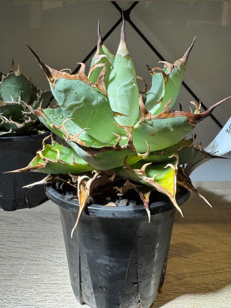 CACTUS GREEN アガベチタノタ　インフェルノ　コレクション株　子株付き