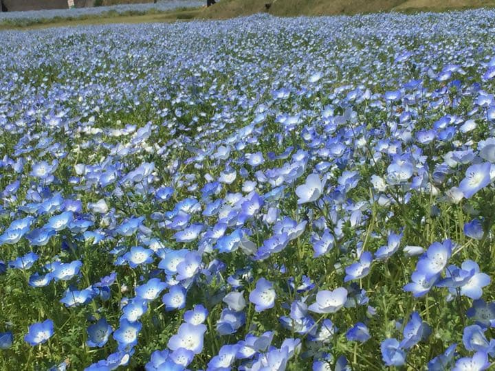 エプロン　オーダーか受付ページ　^ ^