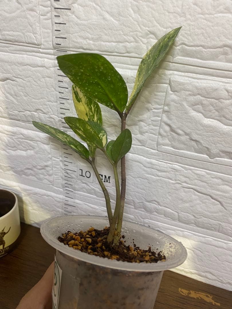 ザミオクルカス ザミフォーリア (斑入り~ レモン)