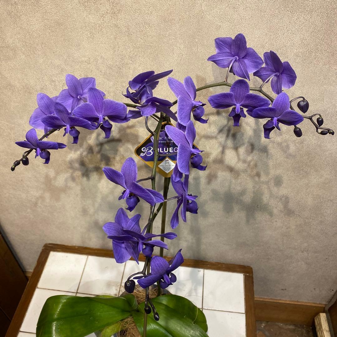 入荷少なめです❗️超希少❗️胡蝶蘭❤️ブルージーン　1本立