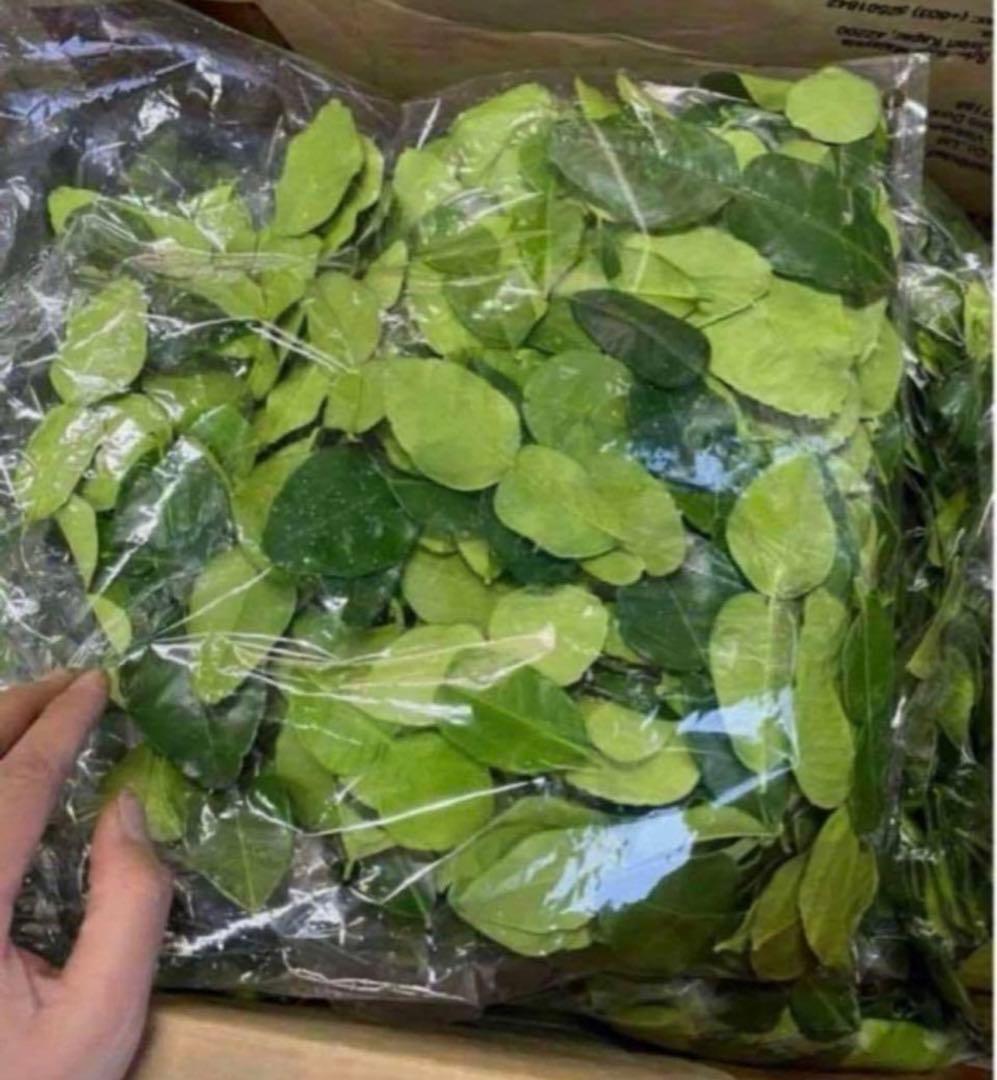 フレッシュ コブミカンใบมะกรูด葉　(バイマックル葉)50g約。+オマケ