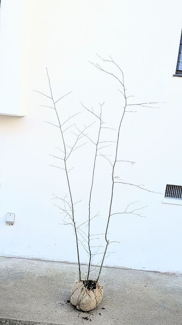 山採りアオハダ。