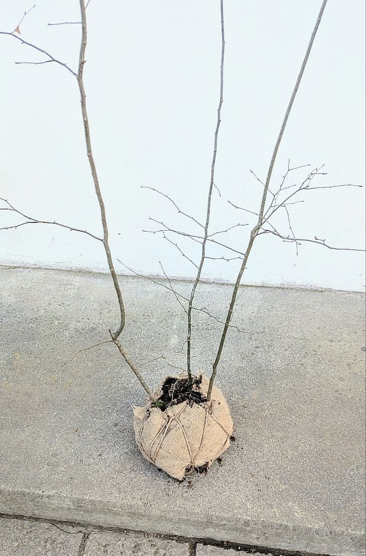 山採りアオハダ。