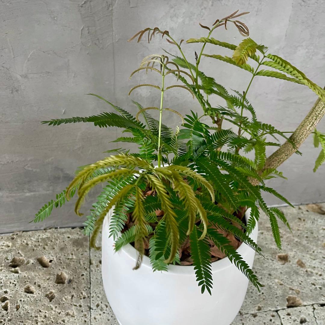 美形　大型　エバーフレッシュ　S字仕立て　10号　バルーン陶器鉢　植え込み発送