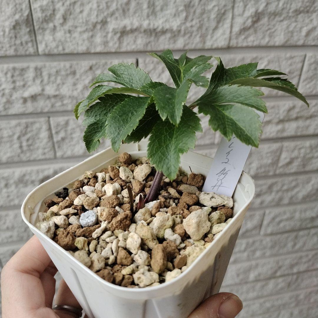 クリスマスローズ　多弁　ソレイユ　3号苗 　　鉢　花　バラ　植物