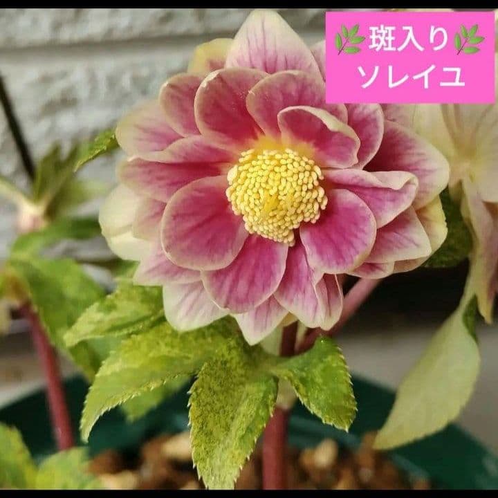 クリスマスローズ　多弁　ソレイユ　3号苗 　　鉢　花　バラ　植物