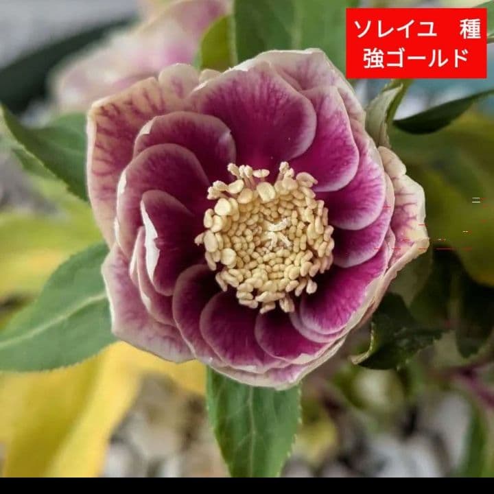 クリスマスローズ　多弁　ソレイユ　3号苗 　　鉢　花　バラ　植物