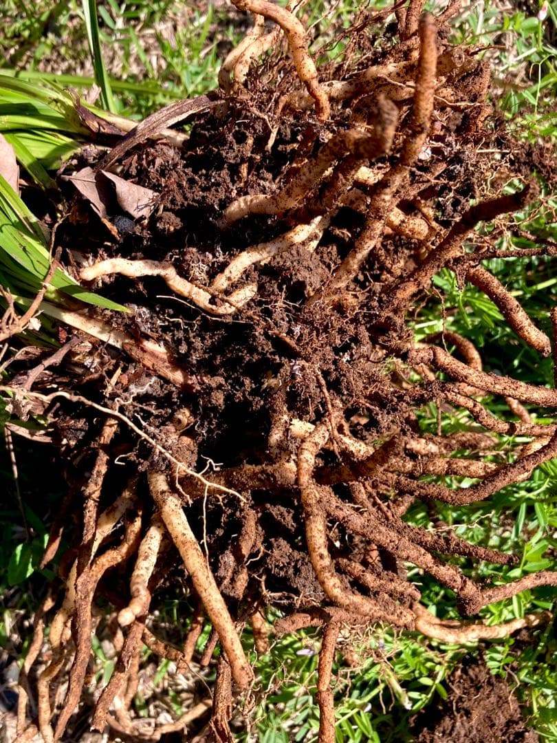 【天然野生の春蘭＊花芽9個の超巨大優良株/根が頑丈で抜群！】シュンラン＊日本春蘭