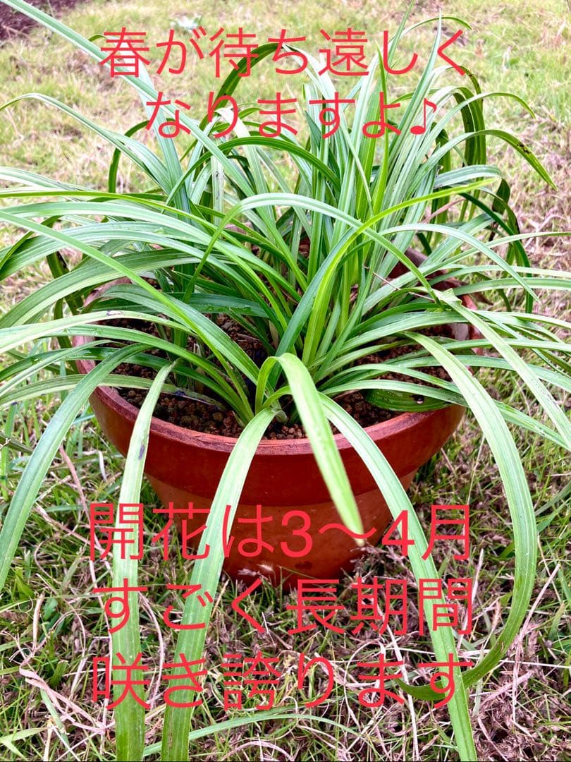 【天然野生の春蘭＊花芽9個の超巨大優良株/根が頑丈で抜群！】シュンラン＊日本春蘭