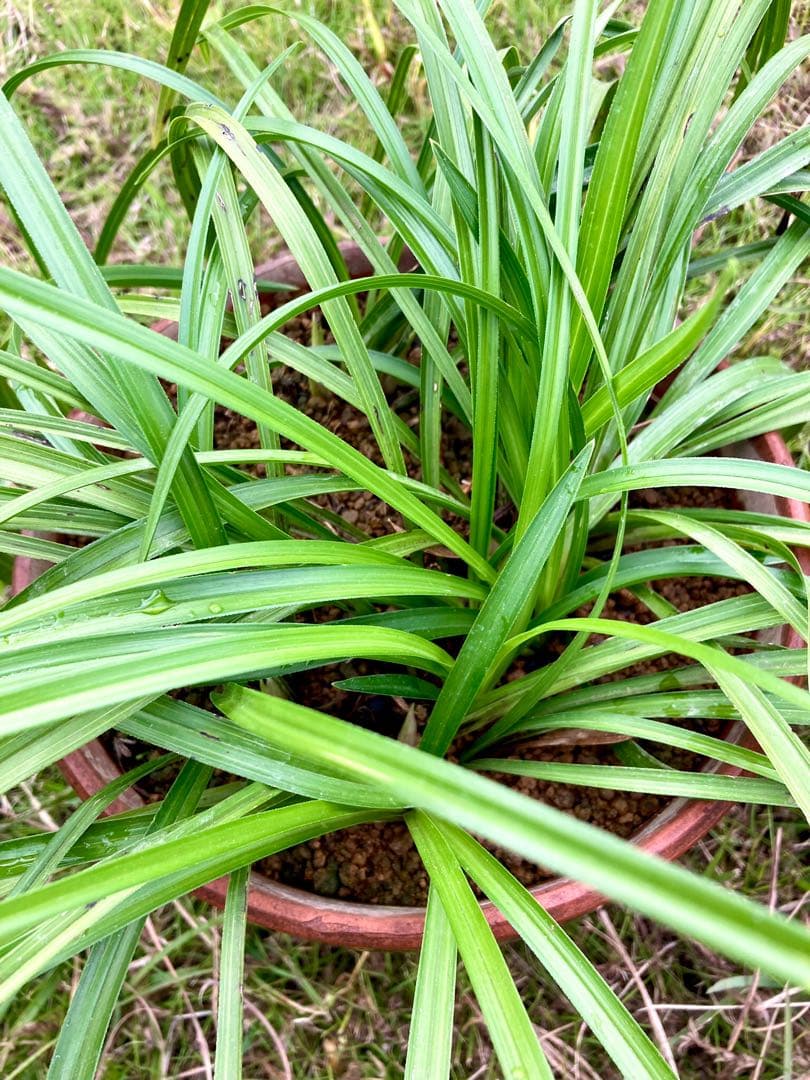 【天然野生の春蘭＊花芽9個の超巨大優良株/根が頑丈で抜群！】シュンラン＊日本春蘭